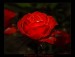 Red-rose-male-2